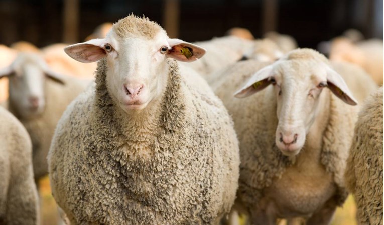 U francuskoj školi ima premalo učenika pa su u nju upisali ovce